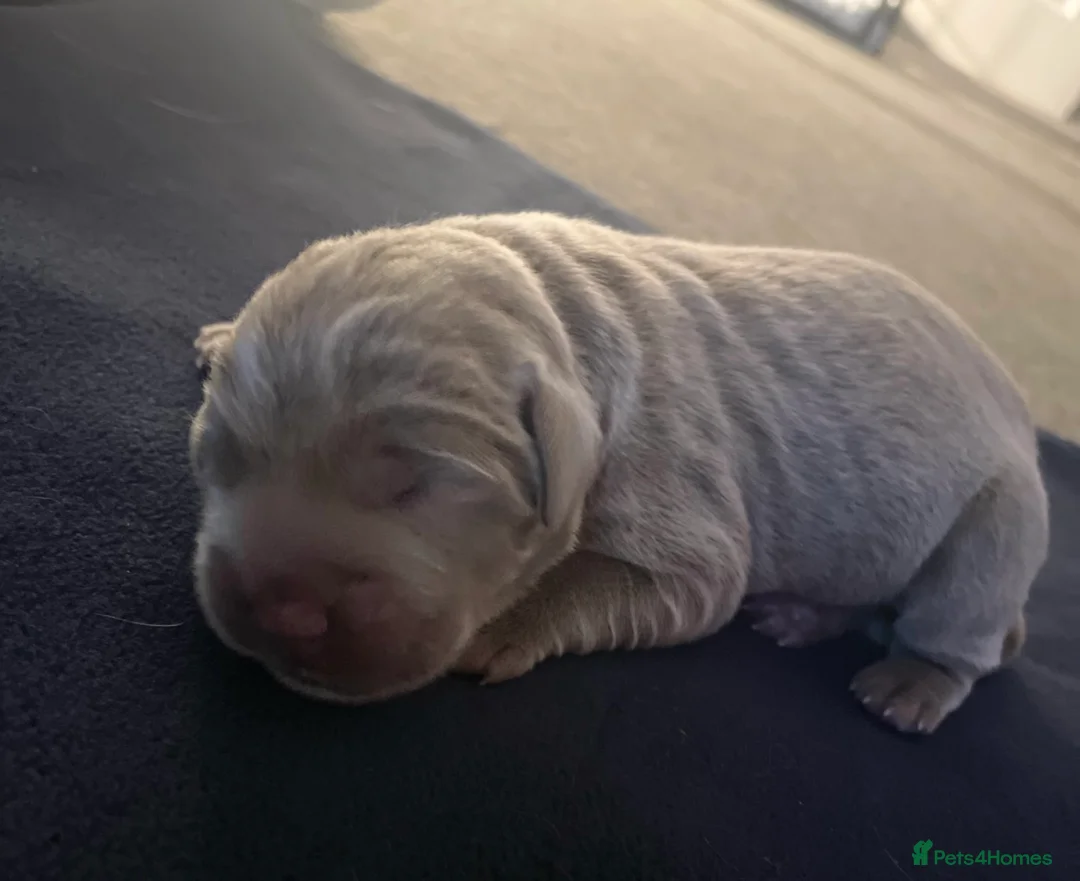 Labrador Retriever dogs for stud: Chocolate Carrying silver Labrador, Health Tested in Middlesbrough - Advert 6