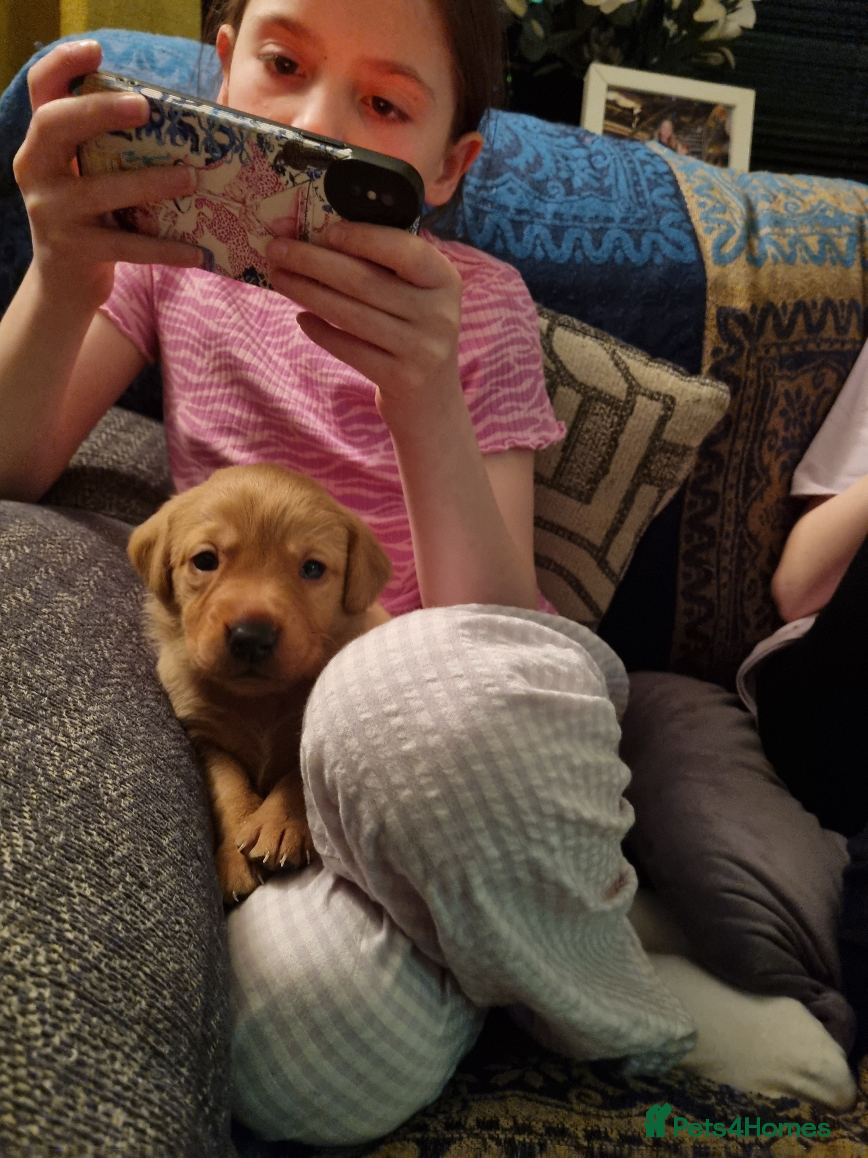 Labrador Retriever dogs Fox Red Labrador puppies for sale - Advert 3