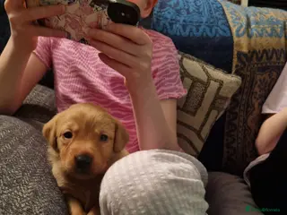 Labrador Retriever dogs Fox Red Labrador puppies for sale - Advert 3