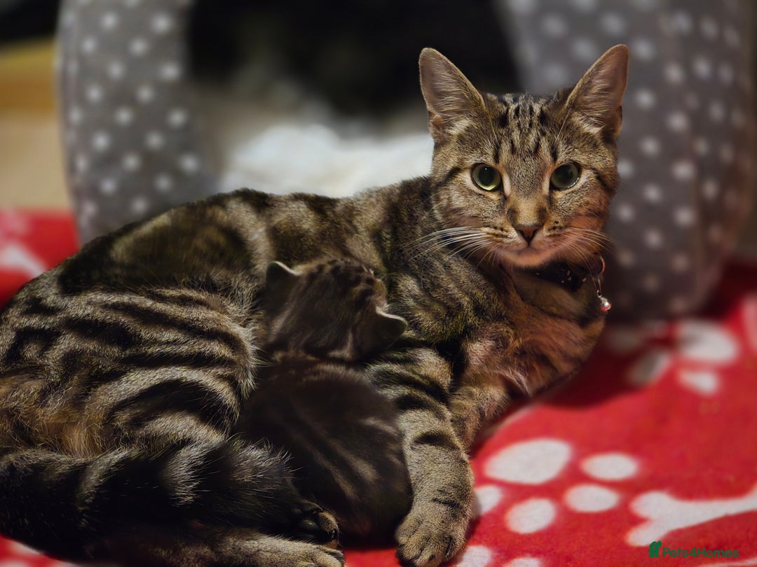 Domestic Shorthair cats for sale: Beautiful male tabby - Advert 12