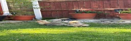 Lionhead rabbits for sale: Two bonded beautiful Lionhead boys  - Advert 1