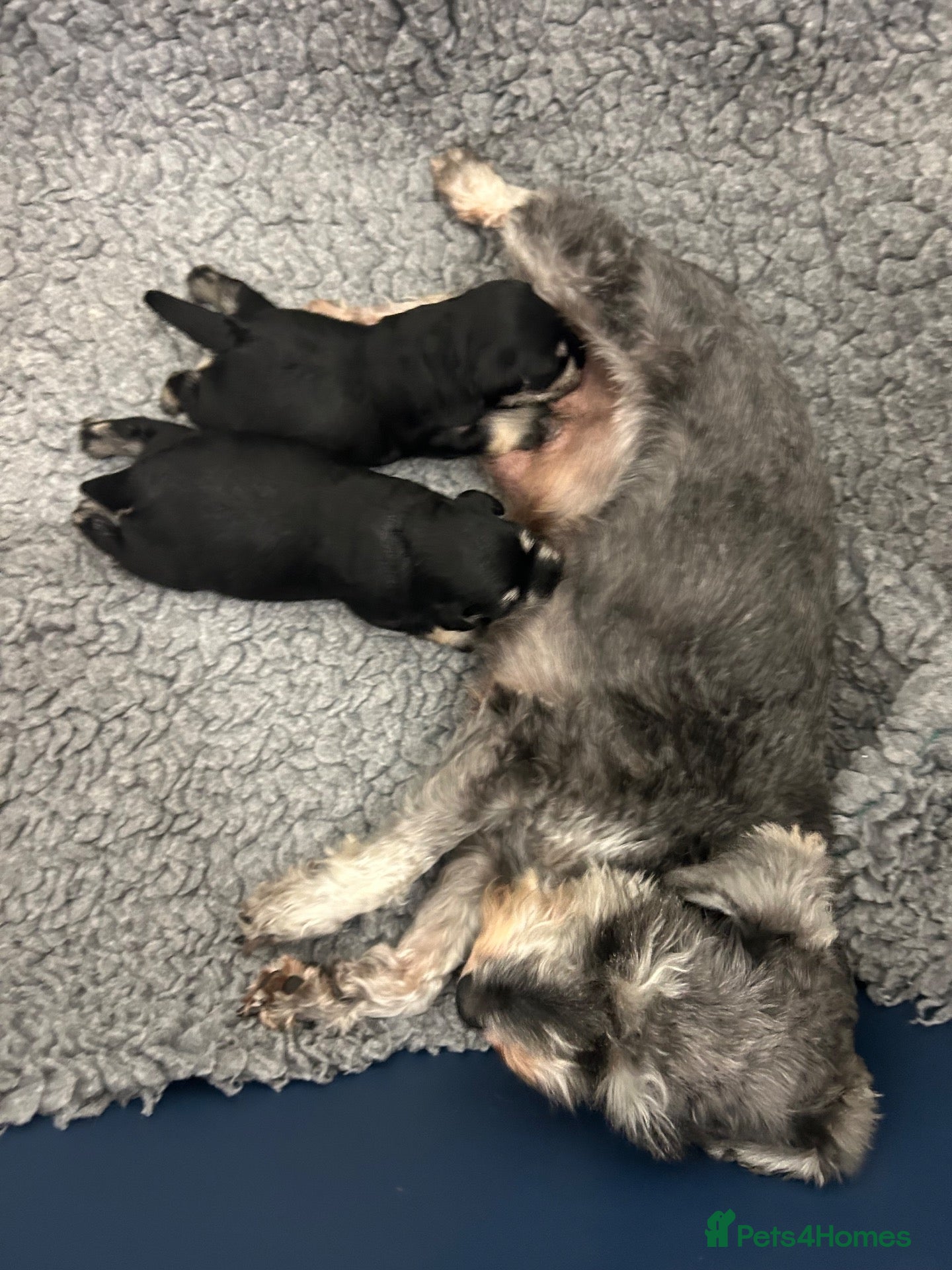 Miniature Schnauzer dogs KC mini Schnauzer  - Advert 1