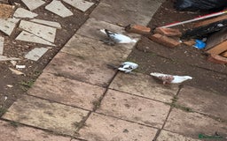 Pigeons birds for sale: Pigeons for sale - Image 3