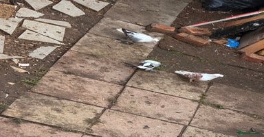 Pigeons birds - Advert 1