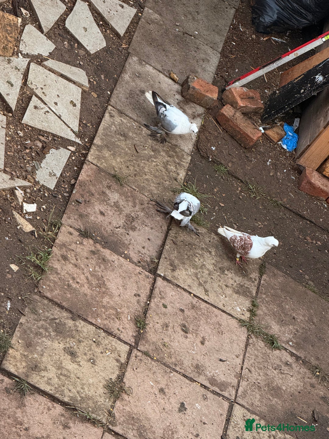 Pigeons birds for sale: Pigeons for sale - Image 3
