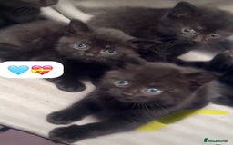British Shorthair cats for sale: British Blue x kittens - Image 16
