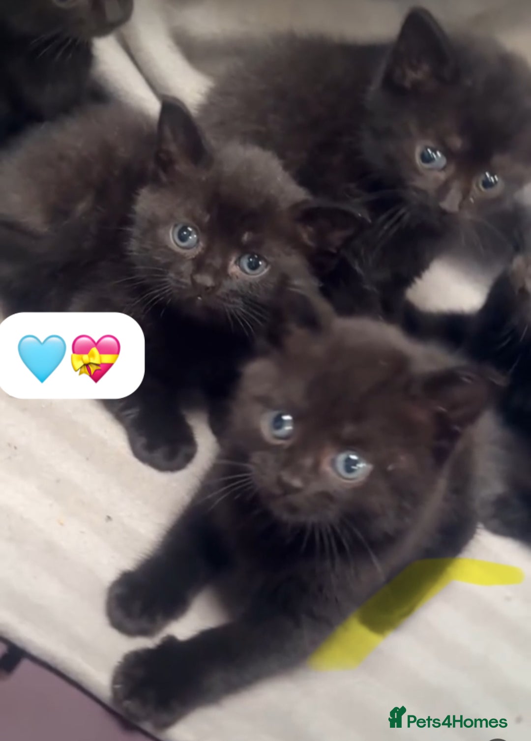British Shorthair cats for sale: British Blue x kittens - Image 16
