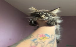Maine Coon cats for sale: Last little girl left - Ready Now - Image 5