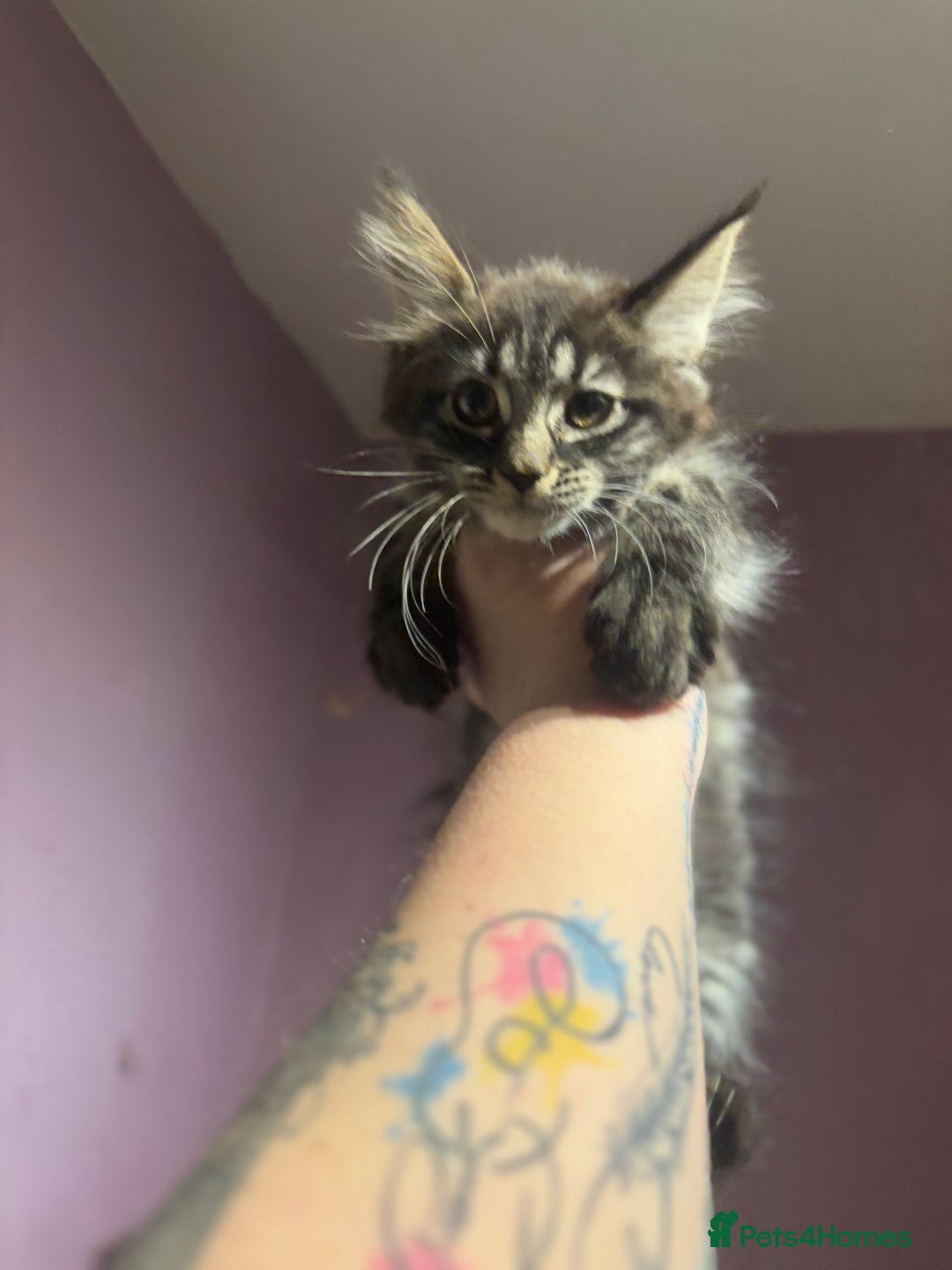 Maine Coon cats for sale: Last little girl left - Ready Now - Image 5