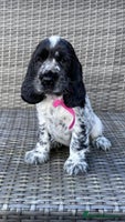 Cocker Spaniel dogs KC Reg & DNA tested Cocker Spaniel Pups Ready Now - Advert 6