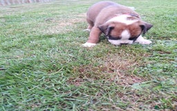 Boxer dogs for sale: Boxer puppies kennel club reg 5 star licence  - Image 11