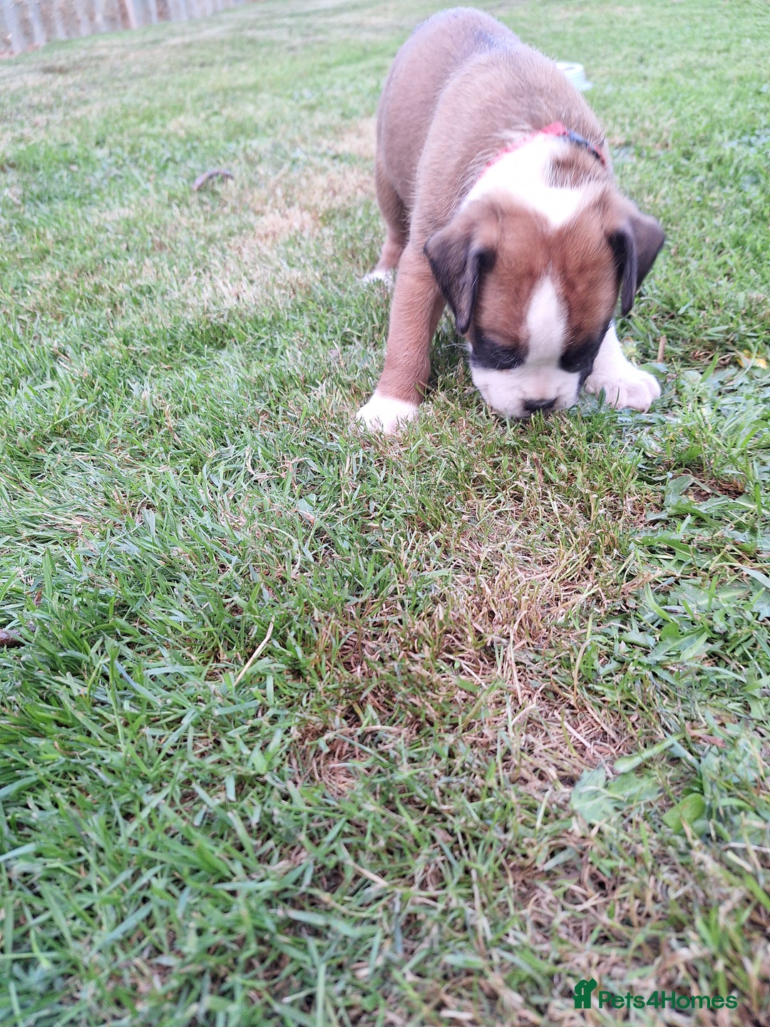 Boxer dogs for sale: Boxer puppies kennel club reg 5 star licence  - Image 11