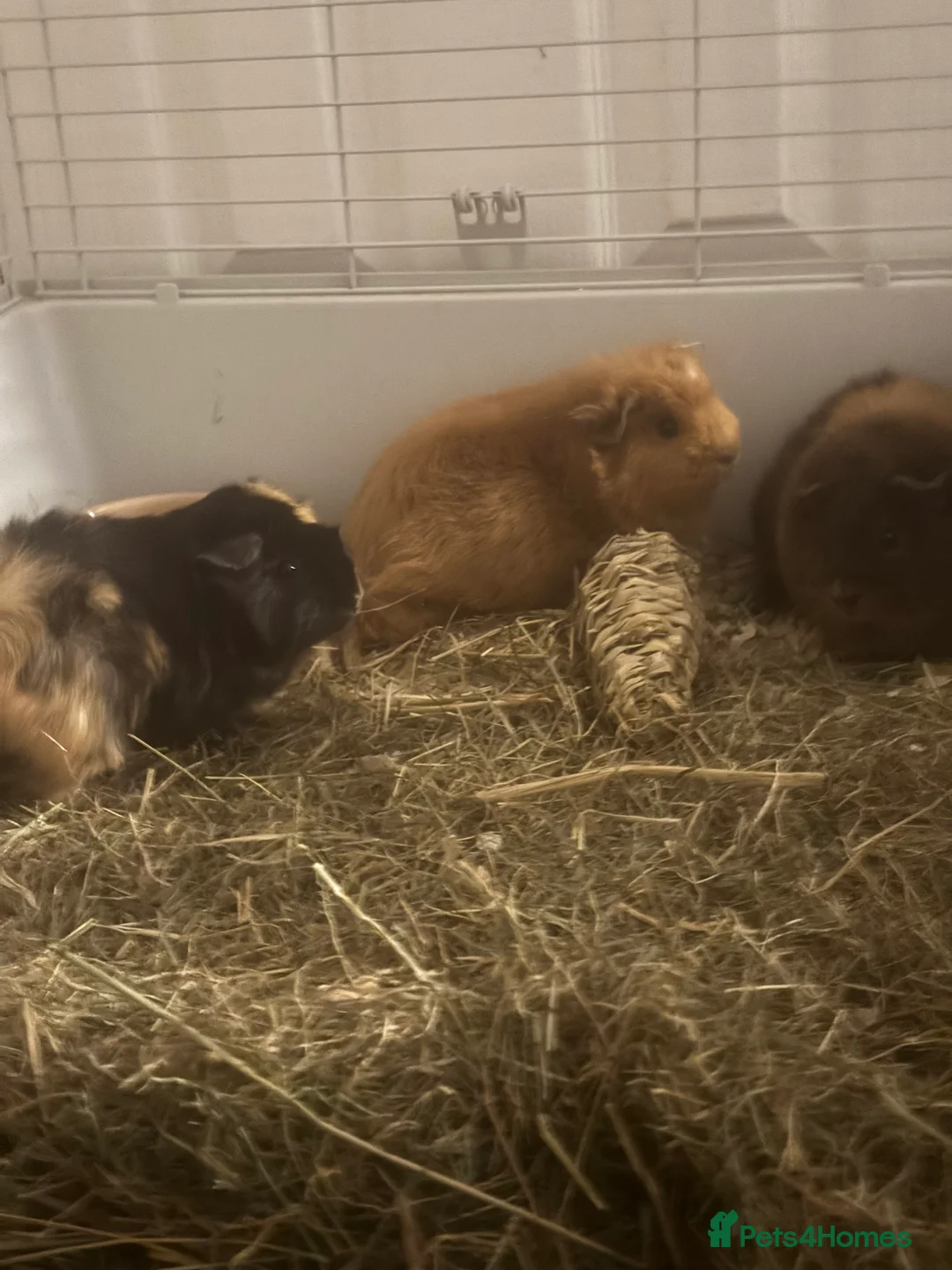 Guinea Pig rodents for sale: Trio of Female Guinea Pigs and Cage - Advert 3