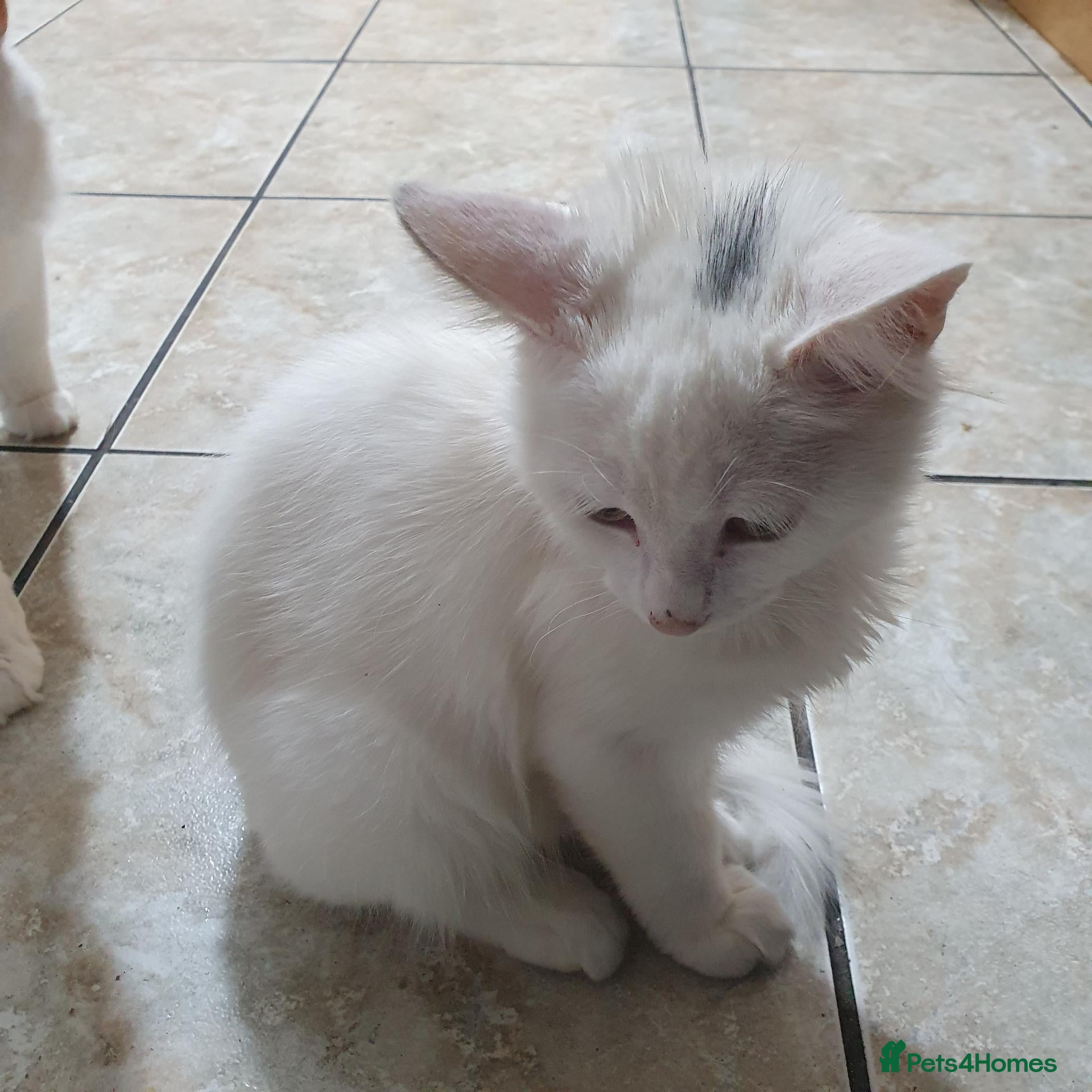 Turkish Angora cats Turkish angora pure white male kitten - Advert 15