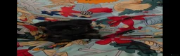 Griffon Bruxellois dogs for sale: Stunning Griffon Bruxellois puppies KC registered - Advert 21