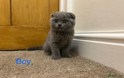 Scottish Fold cats for sale: Scottish Fold kitten  - Image 1