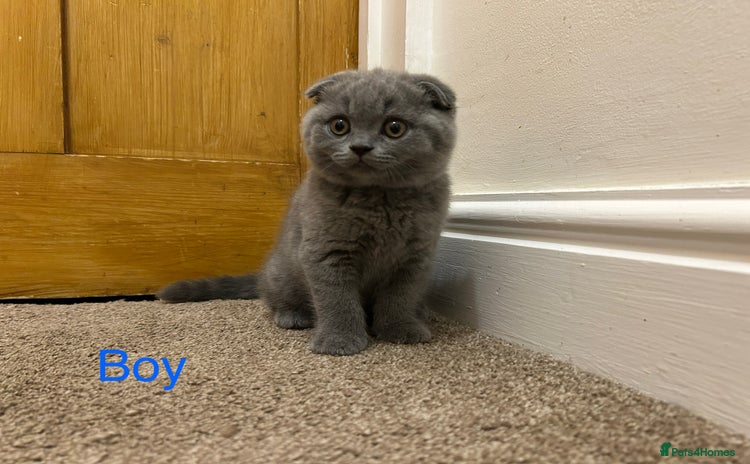 Scottish Fold cats - Advert 6