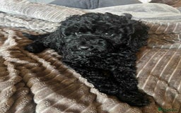 Mixed Breed dogs for sale: Beautiful miniature x toy poodle puppies - Image 2