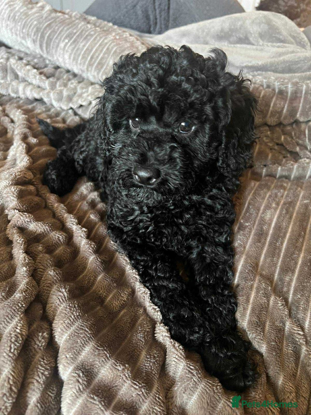 Mixed Breed dogs for sale: Beautiful miniature x toy poodle puppies - Image 2