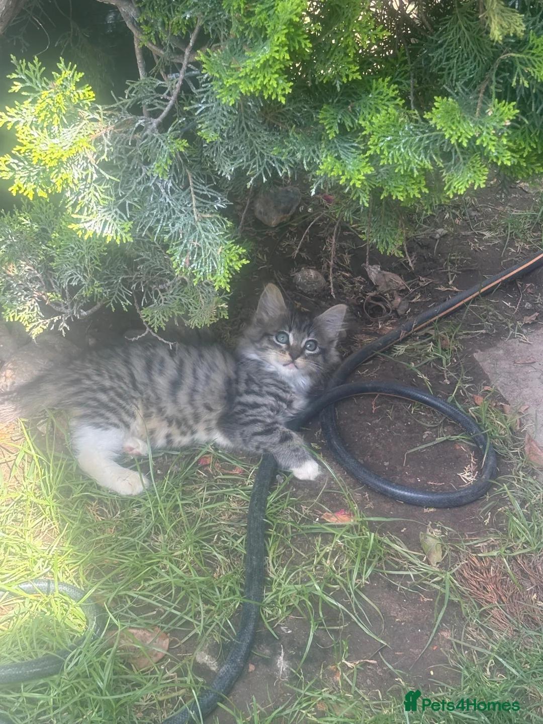 Mixed Breed cats for sale: Very fully cute kitten  - Advert 1