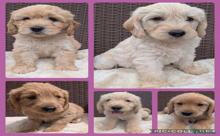 Mini Goldendoodle dogs - Advert 5
