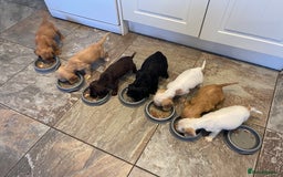 Sprocker dogs for sale: Sprocker cross cocker spaniel puppies  - Image 1