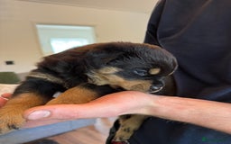 Rottweiler dogs for sale: Rottweiler puppies  - Image 19