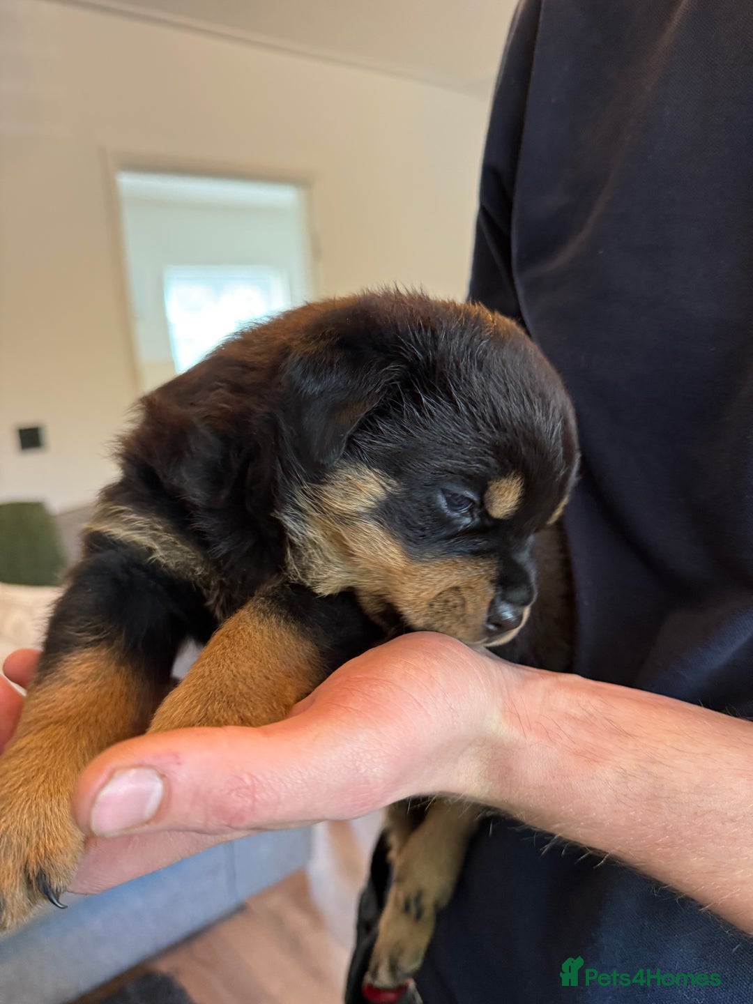 Rottweiler dogs for sale: Rottweiler puppies  - Image 19