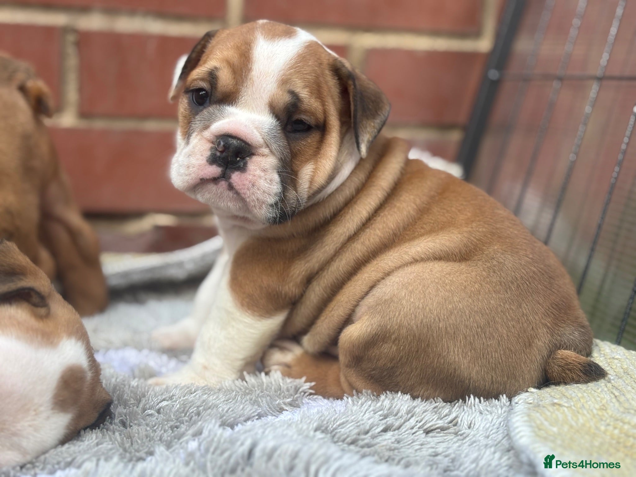 English Bulldog dogs Quality Bulldog Puppies  - Advert 22