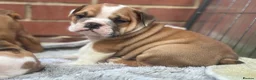 English Bulldog dogs for sale: Ready to leave this weekend  - Advert 5