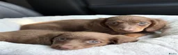 Miniature Dachshund dogs for sale: Last one! miniature long haired dachshund 9 weeks - Advert 6