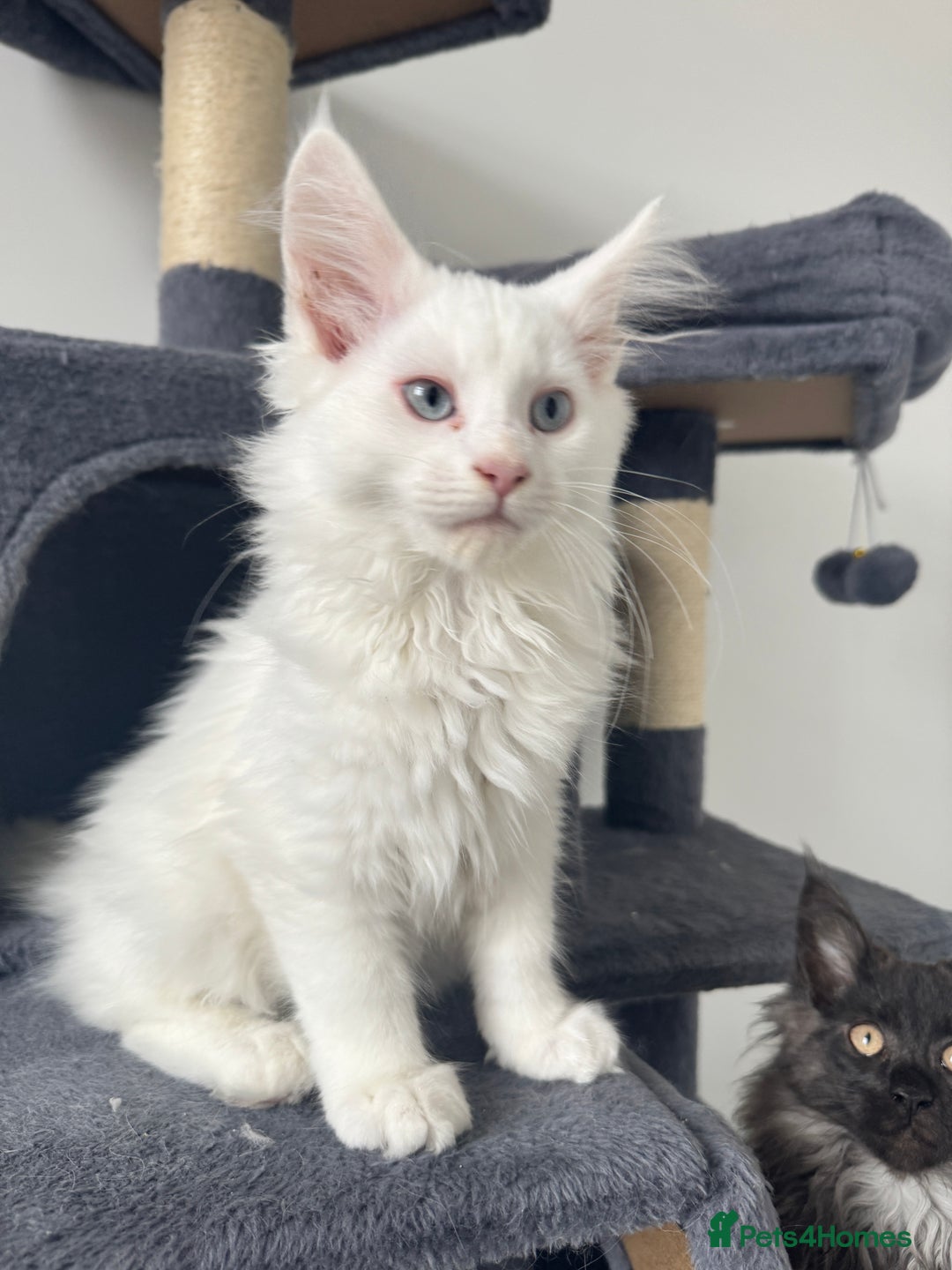 Maine Coon cats for sale: 😻😻beautiful Maine coone 👑👑😻♥️♥️ - Image 7