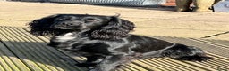 Cocker Spaniel dogs for stud: KC REG CHAMPION BRED COCKER STUD DOG in Sandbach - Advert 3