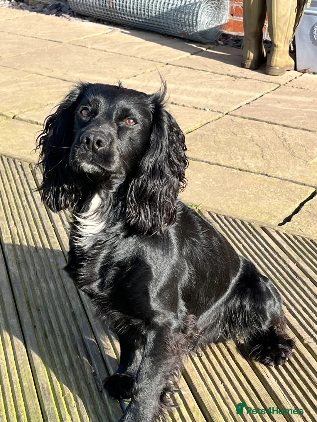 Cocker Spaniel dogs for stud: KC REG CHAMPION BRED COCKER STUD DOG in Sandbach - Advert 3