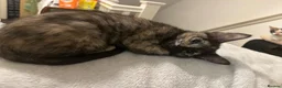 Mixed Breed cats for sale: 5 lovely kittens 🐾 - Advert 16