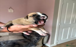 Mixed Breed dogs for sale: Cane corso x rottie - Image 26