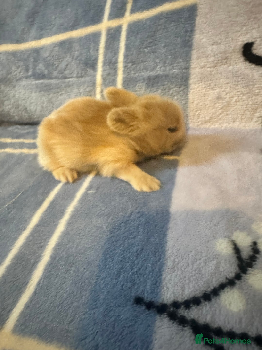 Mini Lion Lop rabbits for sale: Gorgeous lion lop babies  - Image 18