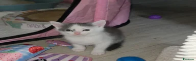 Oriental Kitten 3