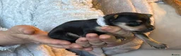 Chorkie dogs for sale: Mixed breed / Chorkie / small breed - Advert 2