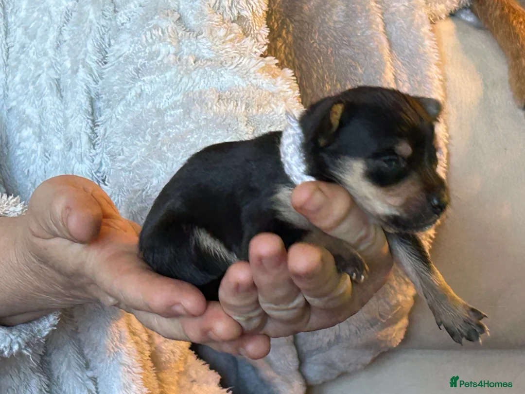 Chorkie dogs for sale: Mixed breed / Chorkie / small breed - Advert 2