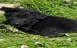 German Shepherd dogs for sale: German shepherd pups - Image 23