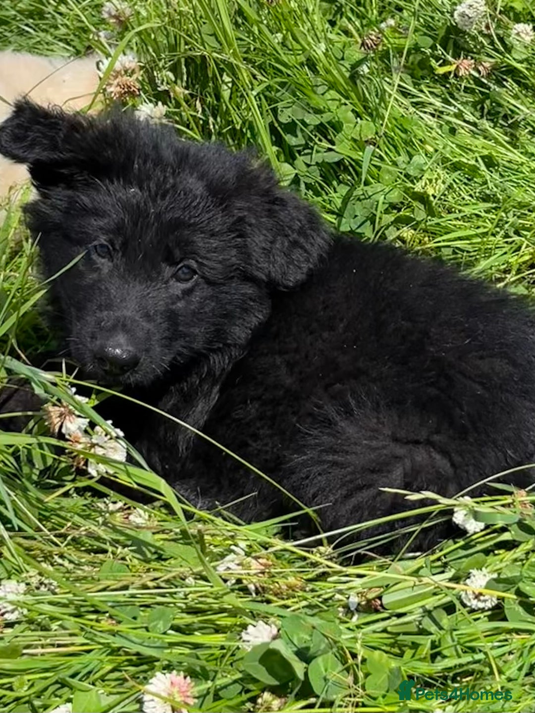 German Shepherd dogs for sale: German shepherd pups - Image 23