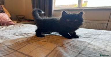Persian cats - Advert 8