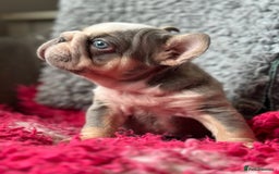 French Bulldog dogs for sale: Chunky little lilac and tan boy available  - Image 3