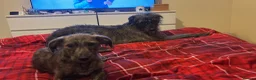 Mixed Breed dogs for sale: Deerhound x greyhound x Bedlington  - Advert 9