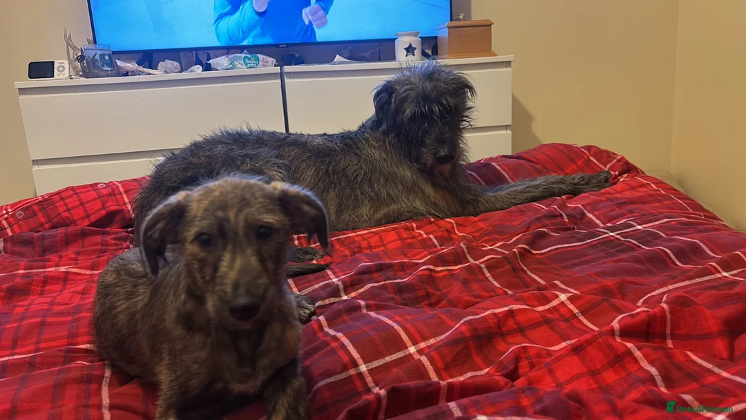 Mixed Breed dogs for sale: Deerhound x greyhound x Bedlington  - Advert 9