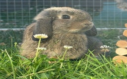 Mini Lop rabbits for sale: Male mini lop for sale - Advert 2