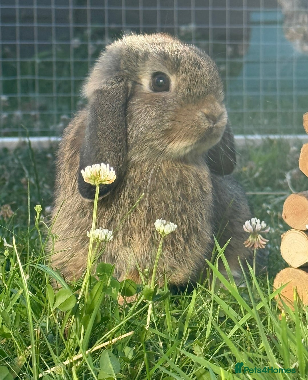 Mini Lop rabbits for sale: Male mini lop for sale - Advert 2