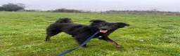Mixed Breed dogs for adoption: Newton - Norwich Norfolk  - Advert 15