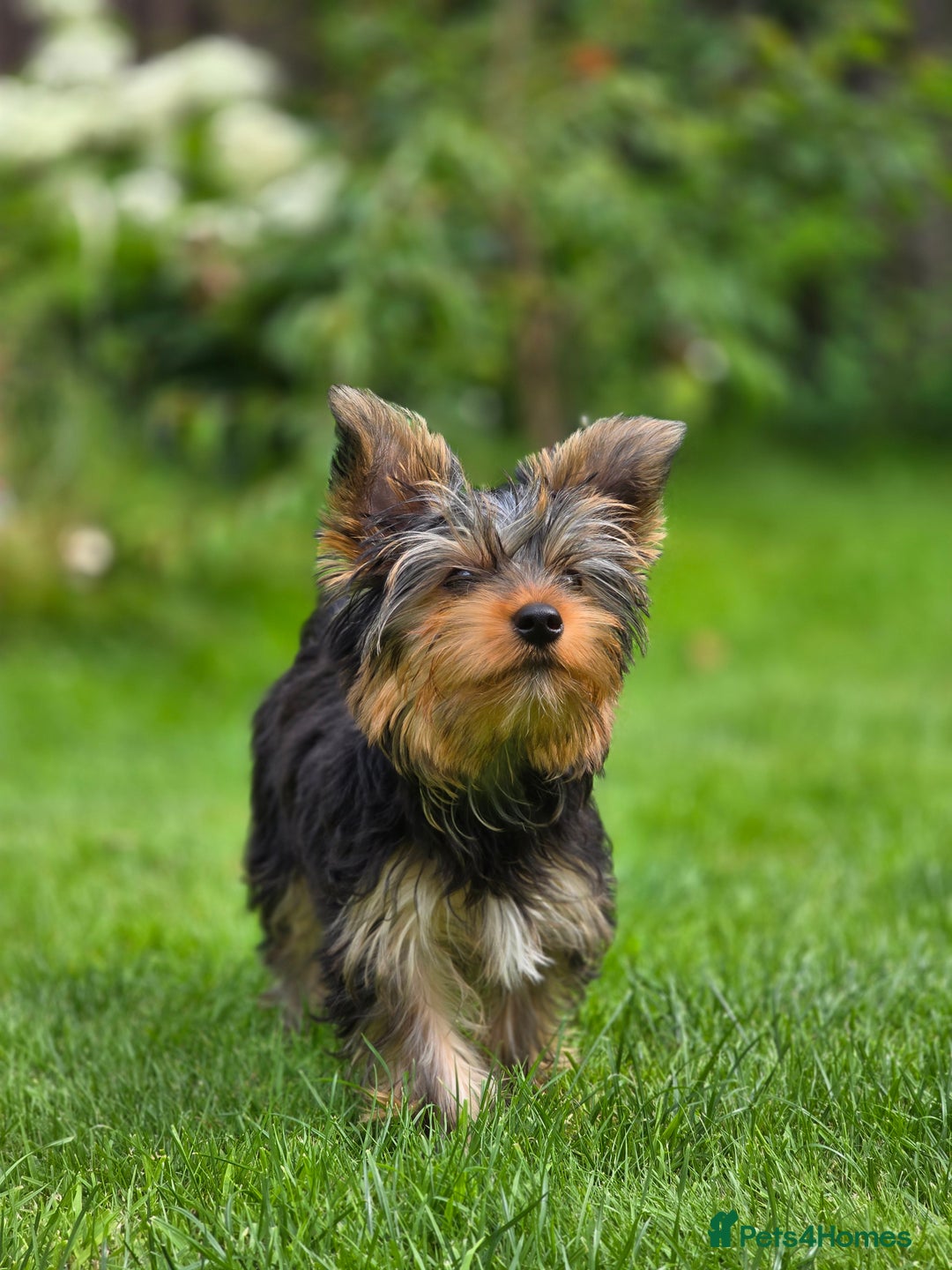 Yorkshire Terrier dogs for sale: Yorkshire terrier for sale 🐶🐶🐶 in Johnstone - Image 6